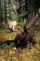 Bull Moose - SHMS452241