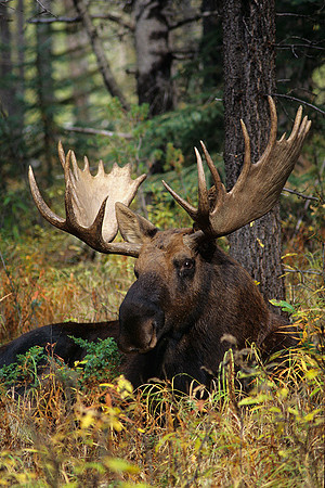 Bull Moose - SHMS452241