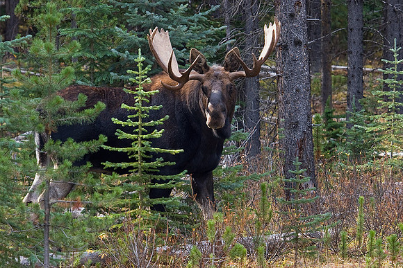 SHMS00100 Shiras Moose