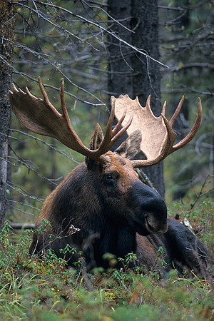 SHMS452320 Shiras Bull Moose
