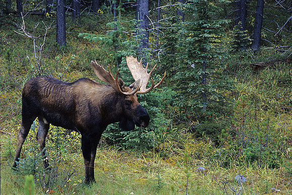 SHMS452345 Shiras Bull Moose