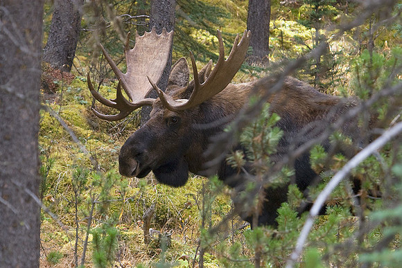 SHMS00132 Shiras Moose