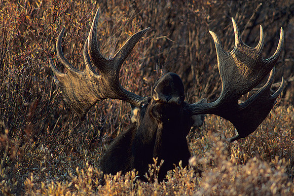 SHMS452122 Shiras Bull Moose