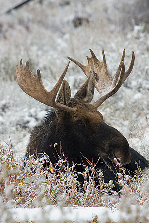 SHMS00515 Shiras Moose
