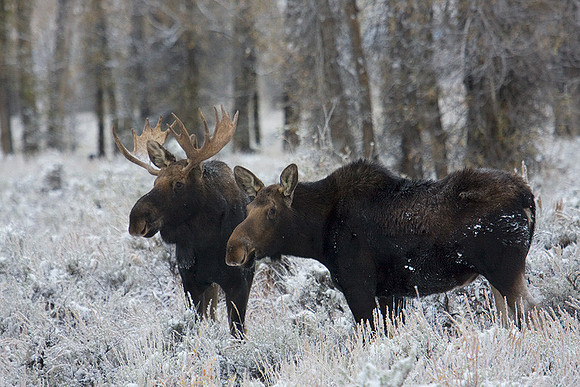 SHMS00472 Shiras Moose