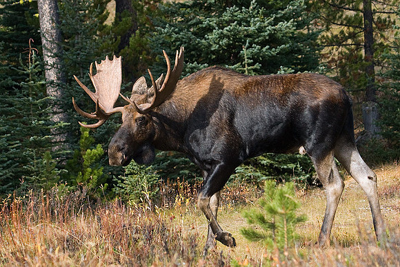 SHMS00077 Shiras Moose