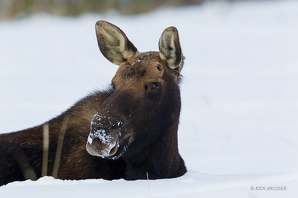 SMWR00633 - Shiras Moose