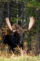 SHMS00091 Shiras Moose