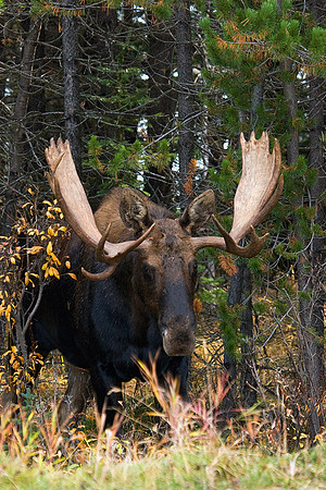 SHMS00091 Shiras Moose