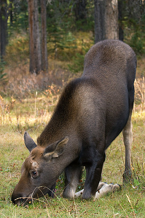 SHMS00063-Shiras-Moose