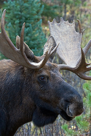 SHMS00199 Shiras Bull Moose