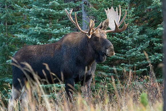 SHMS00218 Shiras Moose