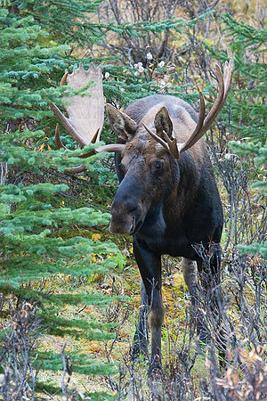 SHMS00151 Shiras Moose