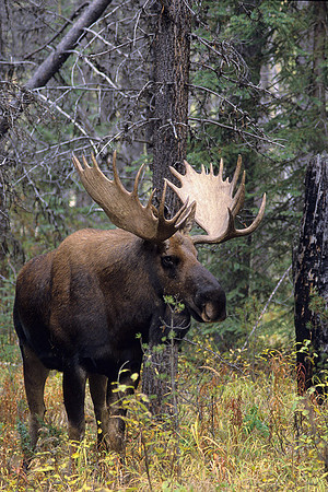 Bull Moose - SHMS452234