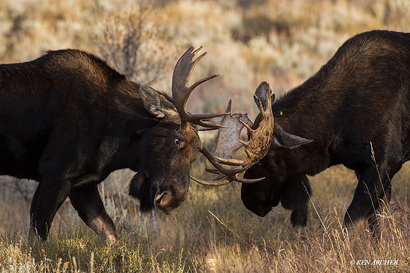 SHMS01028 - Shiras Moose