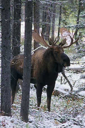 SHMS452286 Shiras Bull Moose, autumn snow