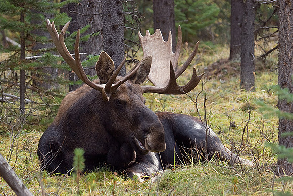 SHMS00143 Shiras Moose