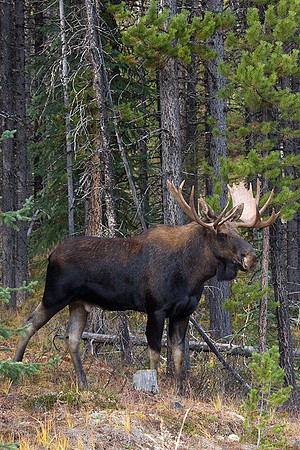 SHMS00107 Shiras Moose