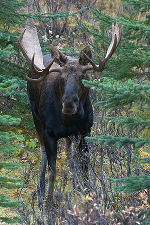 SHMS00148 Shiras Moose