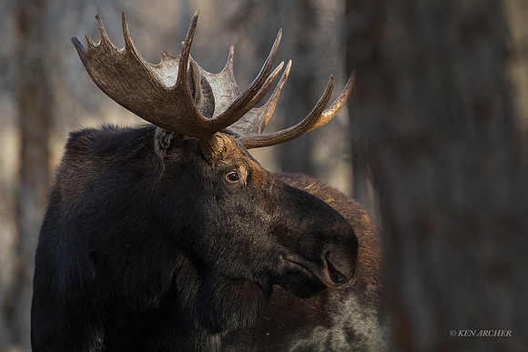 SHMS01036 - Shiras Moose