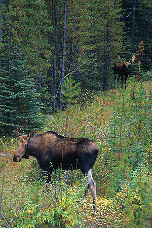 SHMS452337 Shiras Moose Pair