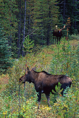 SHMS452371 Shiras Moose pair