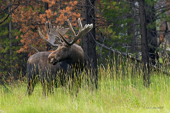 SMSR00195 - Shiras Moose