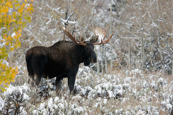 SHMS00379 Shiras Moose