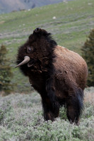Bison - BN00245