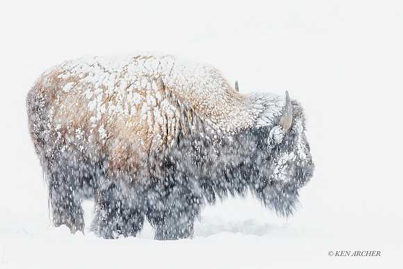 BNWR01971 - Bison