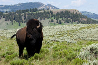 BN00167-Bison