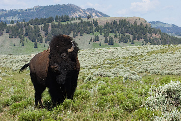 BN00167-Bison