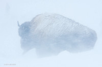 BNWR00030 Bison