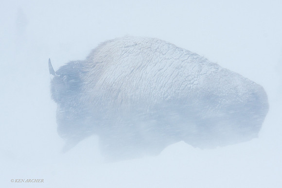 BNWR00030 Bison