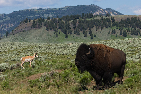 Bison and Pronghorn - BNPN00015