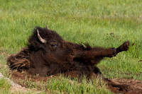 BN00389-Bison