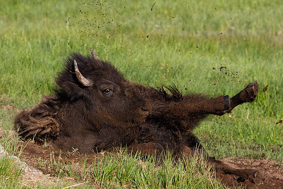 BN00389-Bison
