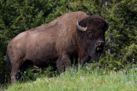 BN00260-Bison