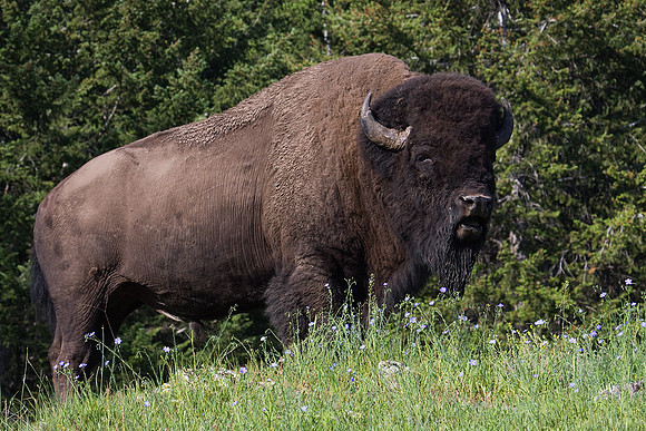 BN00260-Bison
