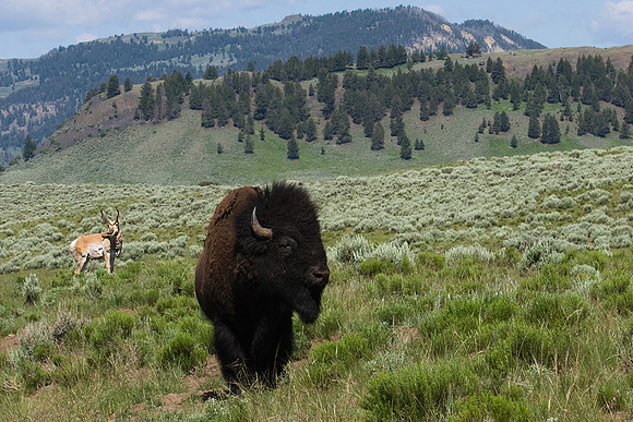 BNPN00019-Bison-&-Pronghorn