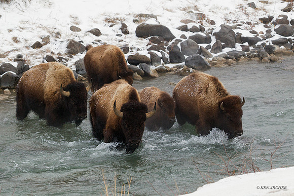 BNWR00509 - Bison