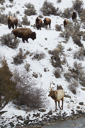 BNWR00434 - Bison