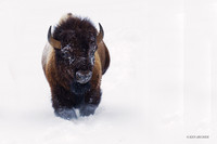BNWR00647 Bison