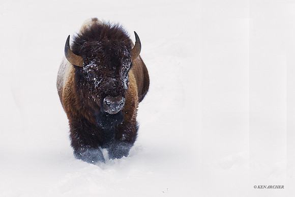 BNWR00647 Bison