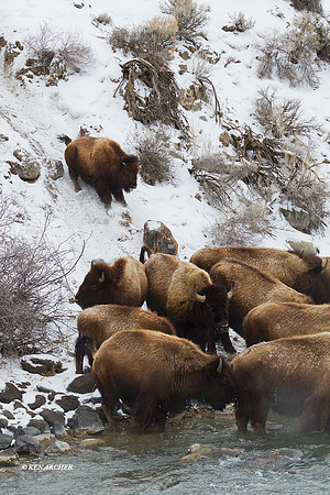 BNWR00465 - Bison