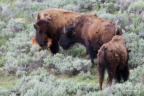 BN00770 Bison