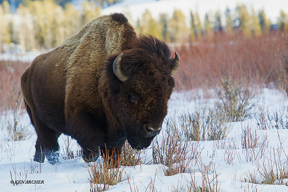BNWR00881 - Bison