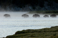 BN00565-Bison