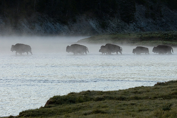 BN00565-Bison