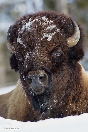 BNWR00156 Bison